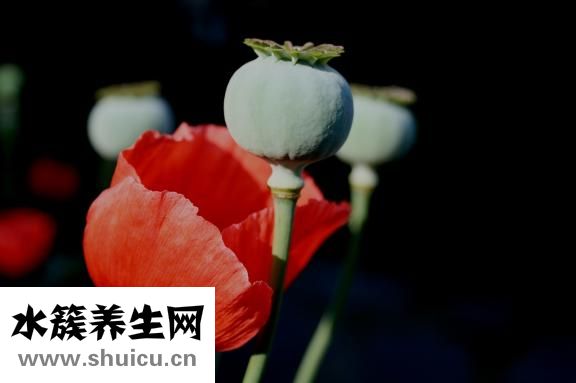 油潑辣子怎么做好吃