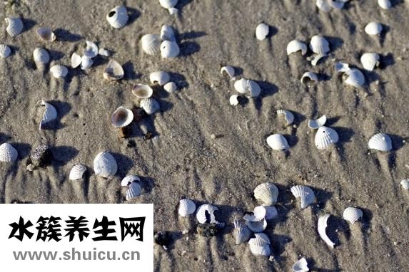 怎么做辣炒扇貝