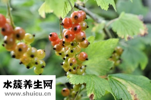 流年盤怎么制作