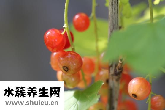 流年盤怎么制作