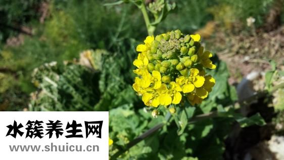 舌強(qiáng)語謇怎么治療