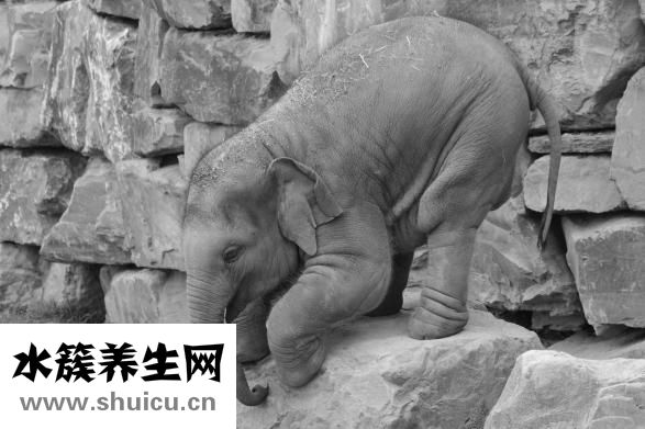 男貓女貓怎么認