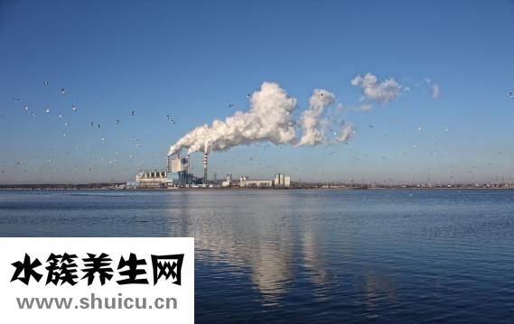 萵苣種子怎么種植