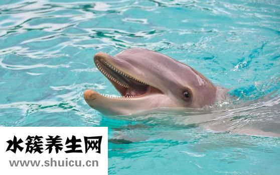 寶寶游泳哭鬧怎么辦