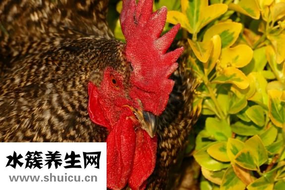 怎么培養公雞斗性