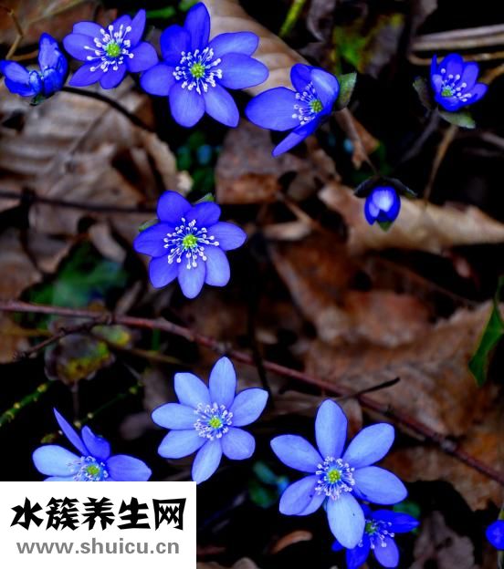 扇貝肉柱怎么洗