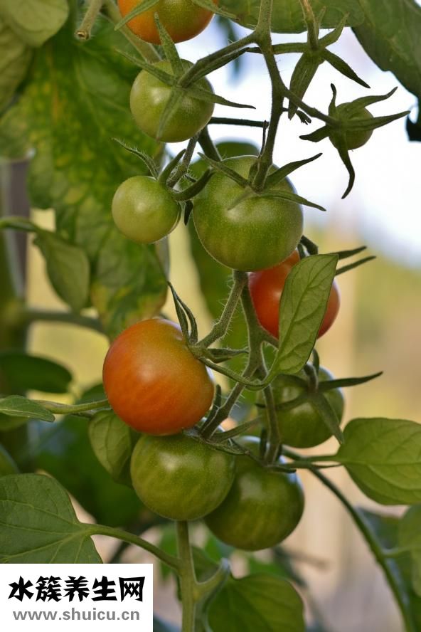 舌強(qiáng)語謇怎么治療