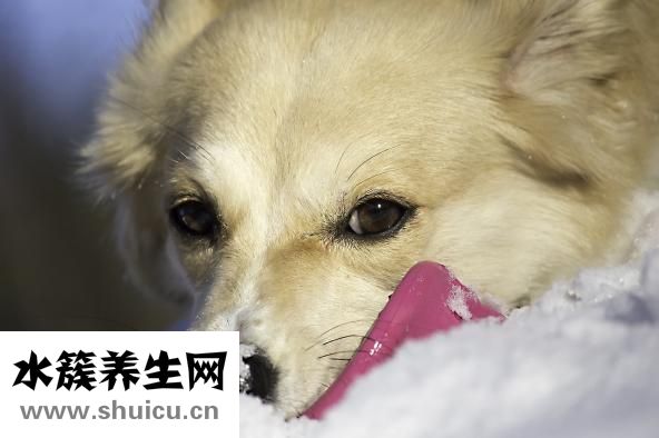 母狗剛生完怎么喂食