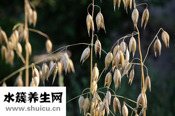 有機燕麥怎么煮粥