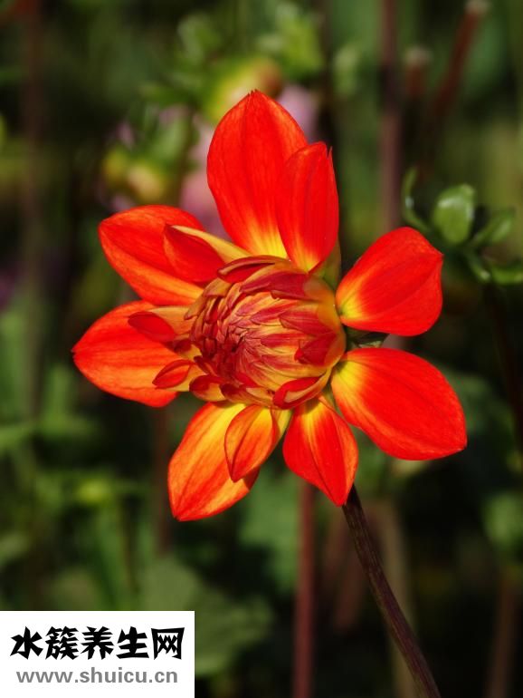 結(jié)直腸炎怎么治療