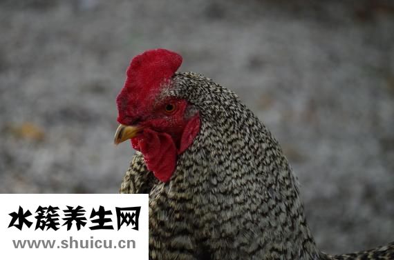 怎么培養公雞斗性