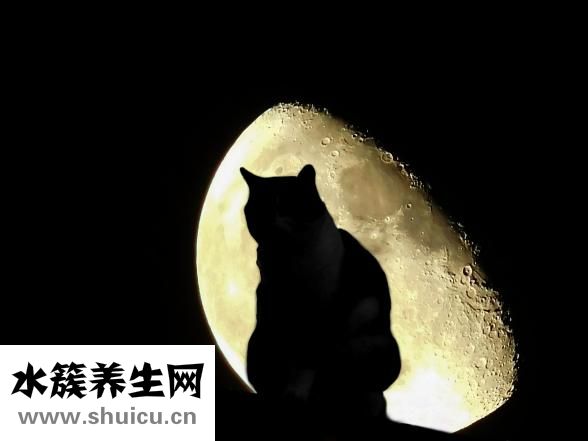 紫癜病怎么治療