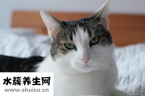 怎么和貓咪交流