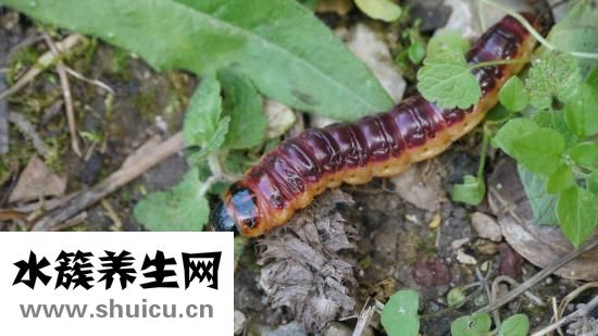 換狗糧拉稀怎么辦