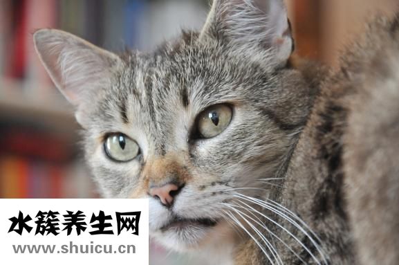 怎么和貓咪交流