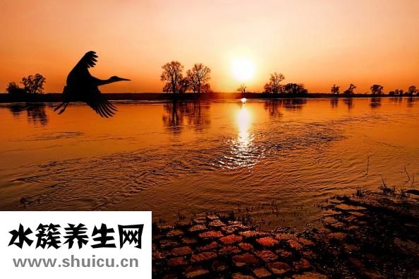 白菜炒魷魚怎么做