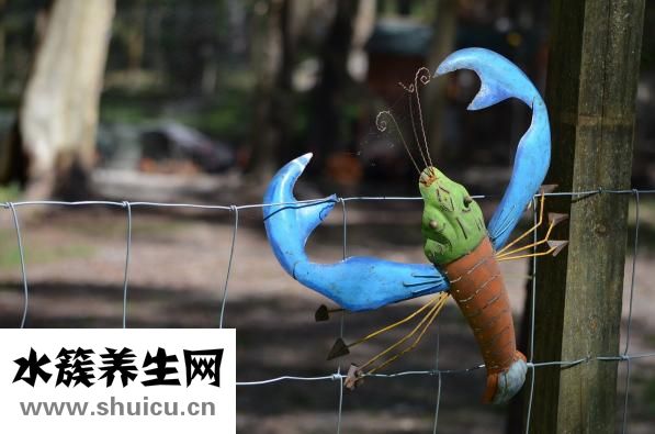 干龍蝦怎么吃法