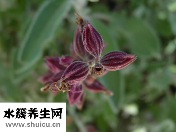 竹子是怎么生長的