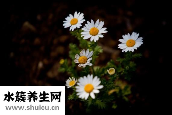 怎么才能上快手熱門