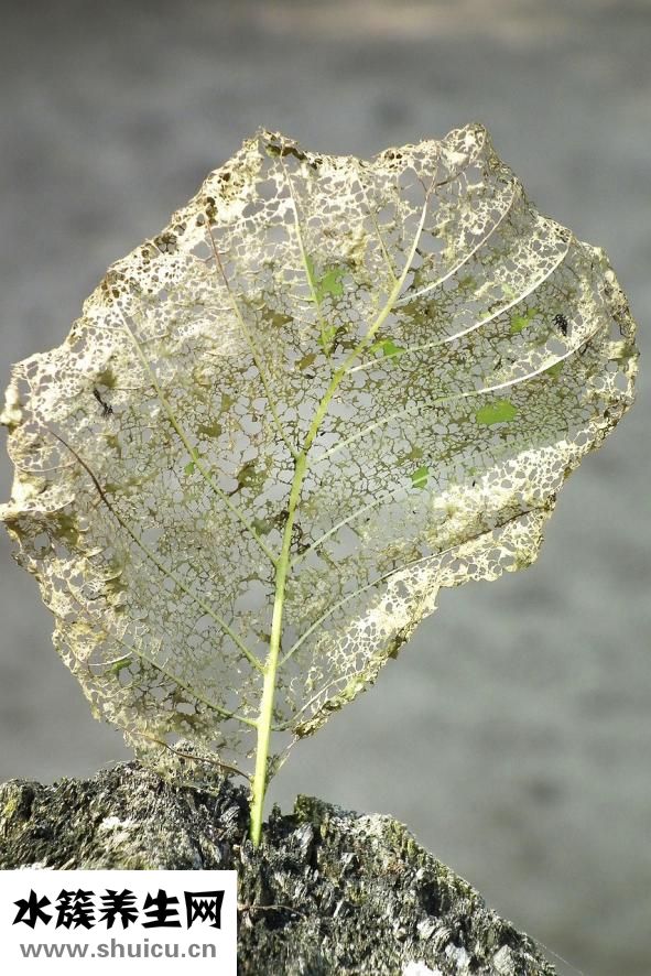 耳壓不平衡怎么辦