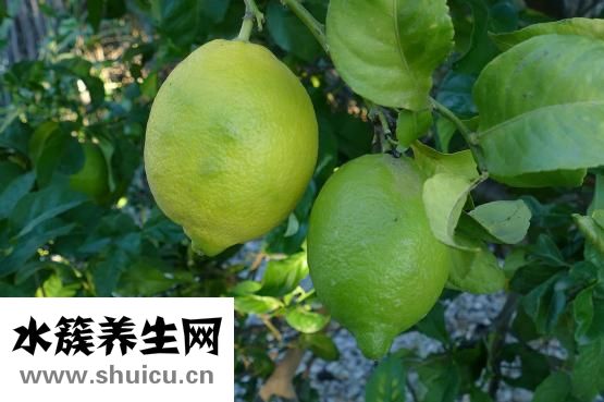 橘子核怎么泡水喝好