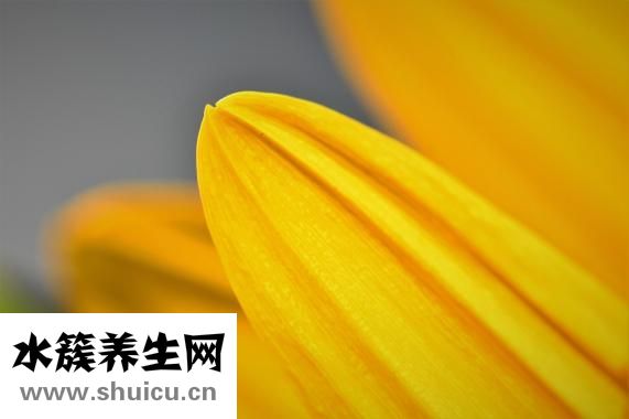 晨尿不黃怎么回事