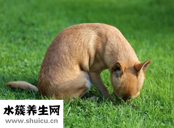 狗狗得犬瘟熱怎么辦
