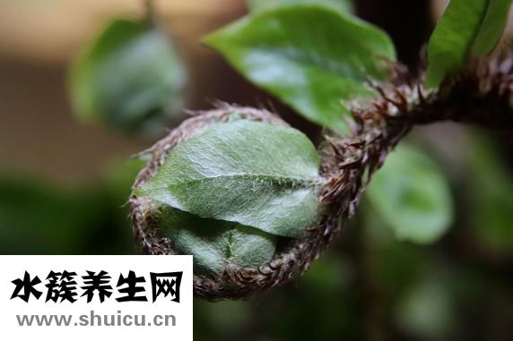 豆芽死了怎么辦