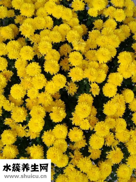 晨尿不黃怎么回事