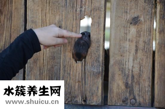 怎么練手指碰到手背