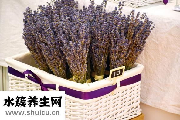 玉蘭花精油怎么制作