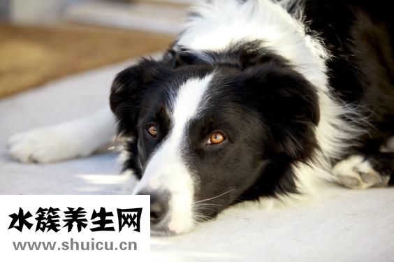 怎么給狗狗傷口消毒