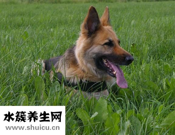 狗狗耳朵很紅怎么辦