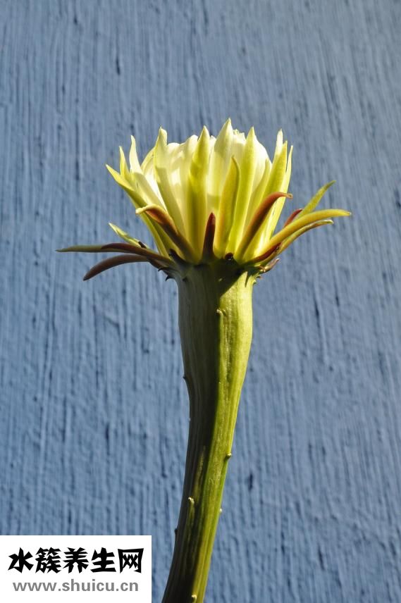 虹之玉氣根怎么解決