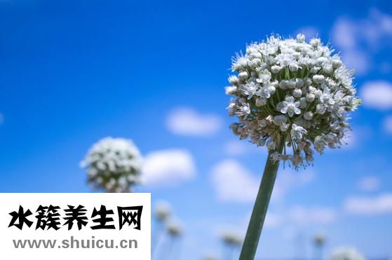 紅酒混韭菜怎么辦