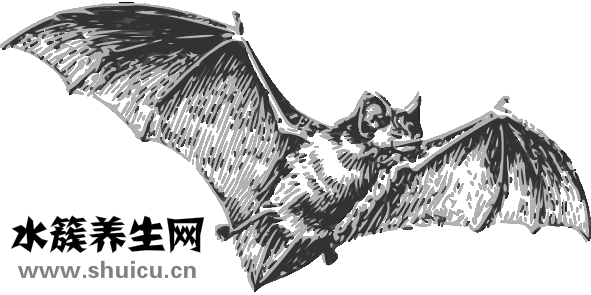 蝙蝠怎么趕走