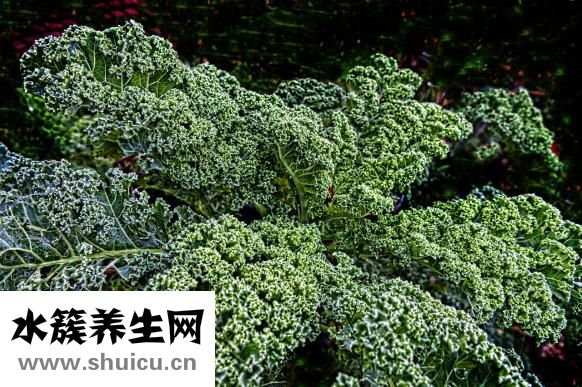 家常白菜肉卷怎么做