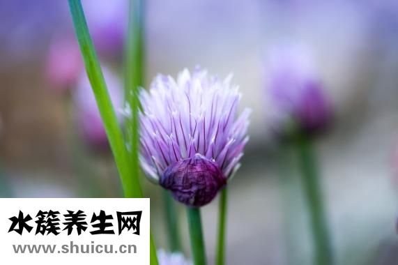 酸辣蒜蓉醬怎么做