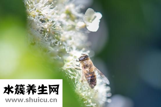 蜜蜂怎么確定死了