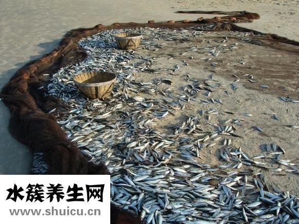 墨魚炒蛋怎么做