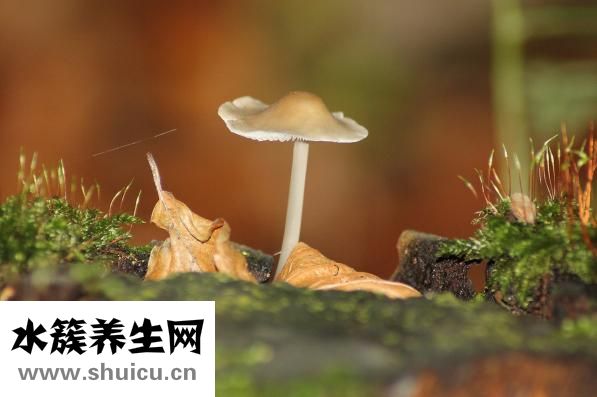 腳上化膿了怎么辦