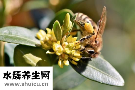 怎么制作黃蜂酒