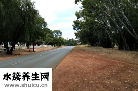 怎么蒸包子松軟