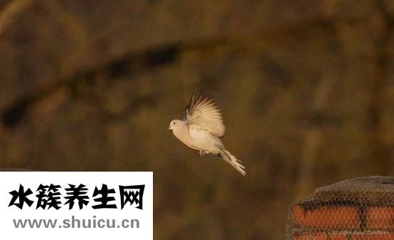 張富源瘦腿怎么做