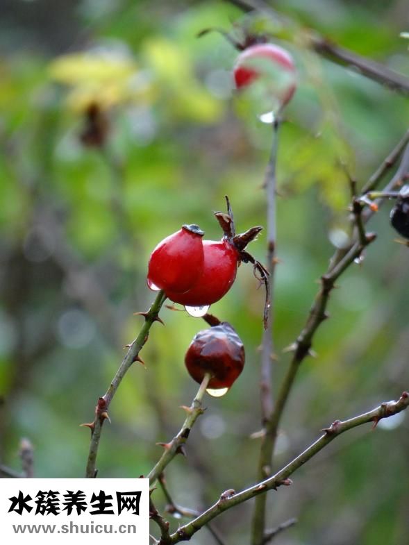 新鮮牡蠣怎么洗