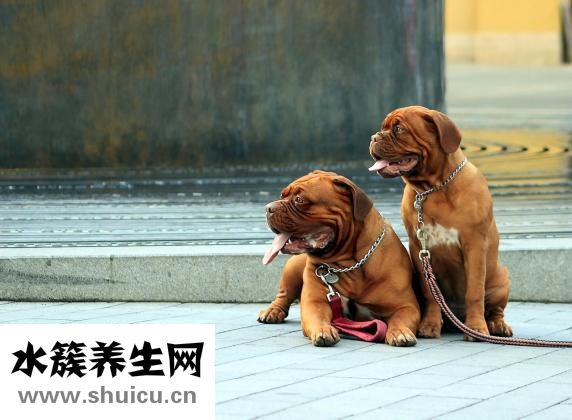 狗狗耳朵很紅怎么辦