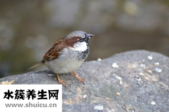 眼睛怎么畫的好