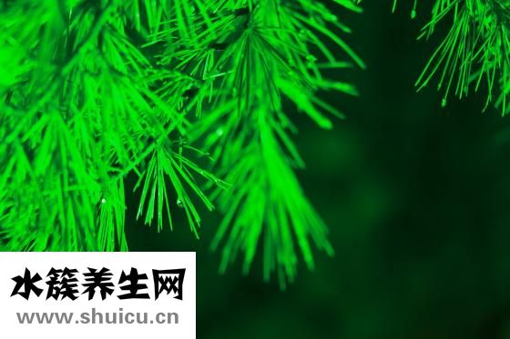 竹子是怎么生長的