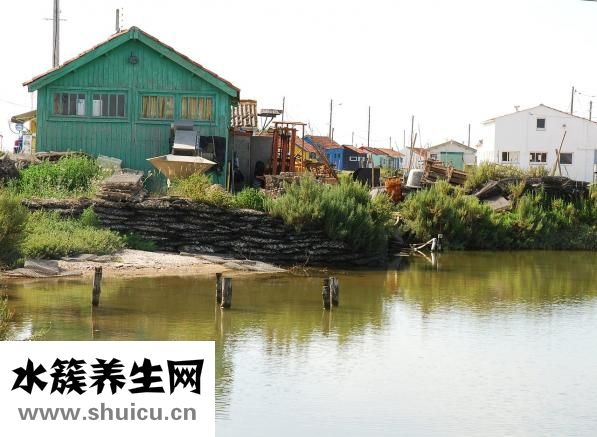 新鮮牡蠣怎么洗