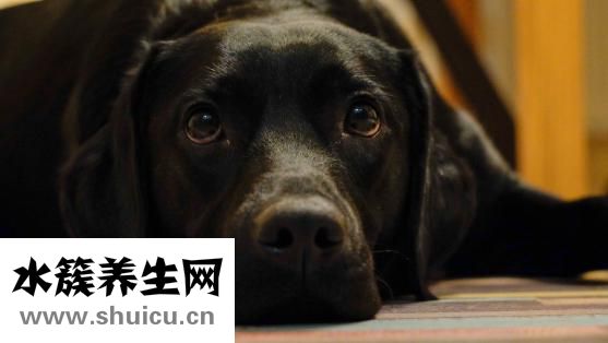 狗狗得犬瘟熱怎么辦